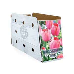 Tulipa Single Late Menton | Cappers 5 x 20 - image 2
