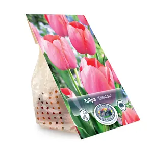 Tulipa Single Late Menton | Cappers 5 x 20 - image 3