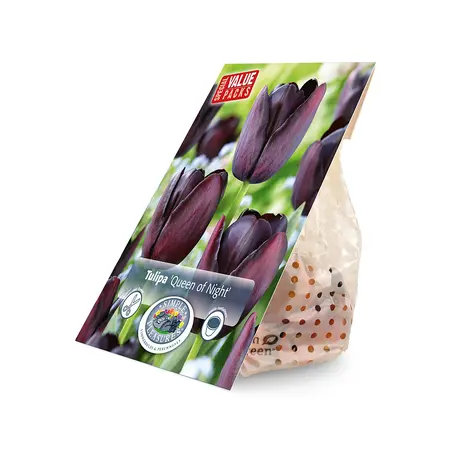 Tulipa Single Late Queen of Night | Cappers 10 x 20 - image 2