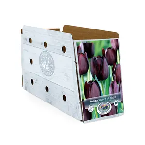 Tulipa Single Late Queen of Night | Capper 20 x 5 - image 2