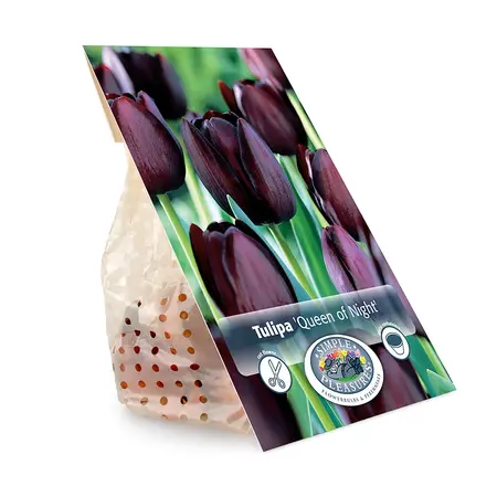 Tulipa Single Late Queen of Night | Capper 20 x 5 - image 3