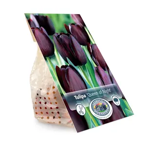 Tulipa Single Late Queen of Night | Capper 20 x 5 - image 3
