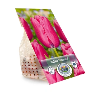 Tulipa Single Late Yosemite | Cappers 5 x 20 - image 3
