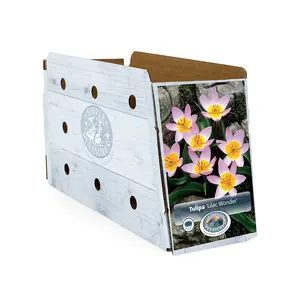 Tulipa Specialty Bakeri Lilac Wonder | Capper 20 x 10 - image 2