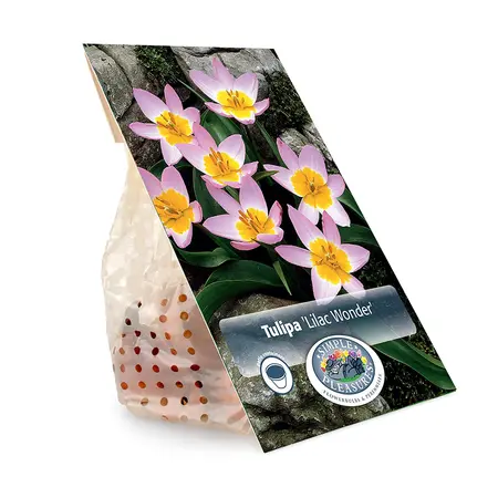 Tulipa Specialty Bakeri Lilac Wonder | Capper 20 x 10 - image 3