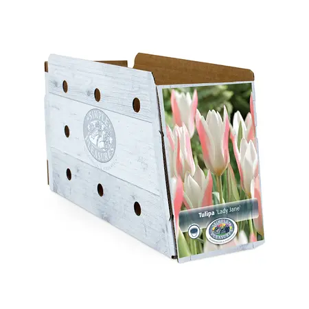 Tulipa Specialty Clusiana Lady Jane | Cappers 8 x 20 - image 2