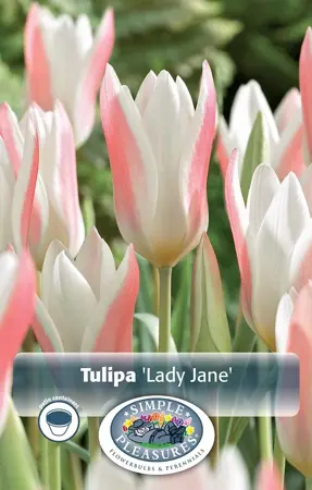 Tulipa Specialty Clusiana Lady Jane | Cappers 8 x 20 - image 1