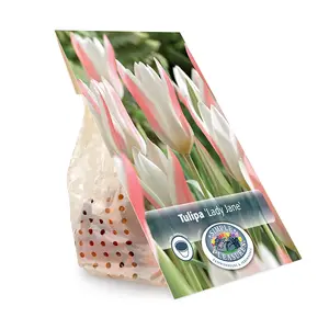 Tulipa Specialty Clusiana Lady Jane | Cappers 8 x 20 - image 3