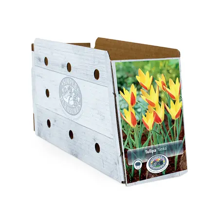Tulipa Specialty Clusiana Tinka | Cappers 10 x 20 - image 2