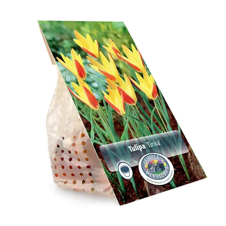 Tulipa Specialty Clusiana Tinka | Cappers 10 x 20 - image 3