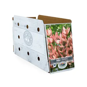 Tulipa Specialty Danique | Cappers 10 x 20 - image 2
