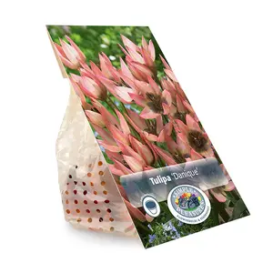 Tulipa Specialty Danique | Cappers 10 x 20 - image 3