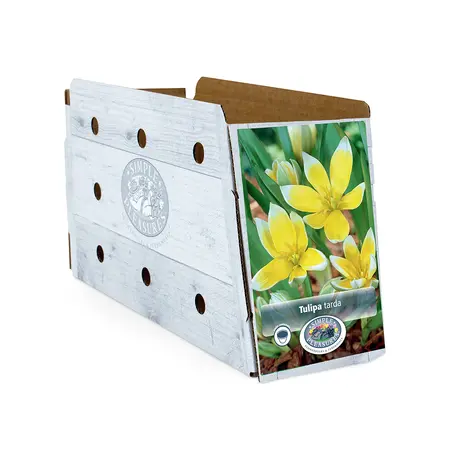 Tulipa Specialty Dasystemon Tarda | Cappers 12 x 20 - image 2