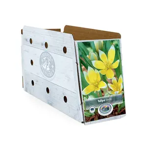Tulipa Specialty Dasystemon Tarda | Cappers 12 x 20 - image 2