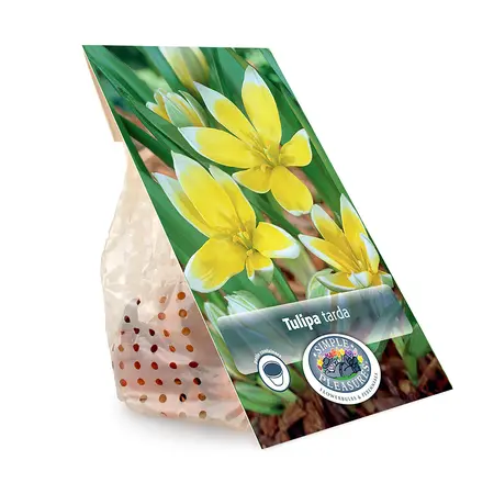 Tulipa Specialty Dasystemon Tarda | Cappers 12 x 20 - image 3