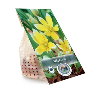 Tulipa Specialty Dasystemon Tarda | Cappers 12 x 20 - image 3