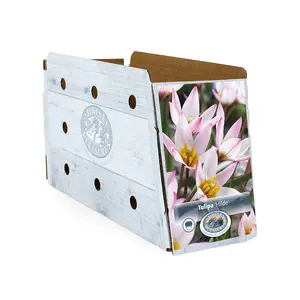 Tulipa Specialty Hilde | Cappers 10 x 20 - image 2