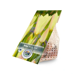 Tulipa Specialty Honky Tonk | Cappers 10 x 20 - image 2