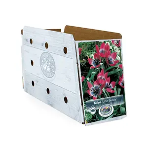 Tulipa Specialty Humilis Little Beauty | Cappers 10 x 20 - image 2