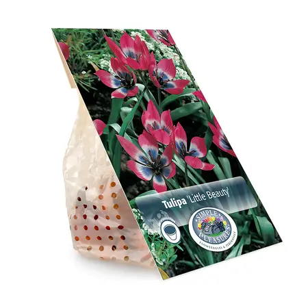 Tulipa Specialty Humilis Little Beauty | Cappers 10 x 20 - image 3