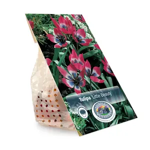 Tulipa Specialty Humilis Little Beauty | Cappers 10 x 20 - image 3