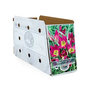 Tulipa Specialty Humilis Persian Pearl | Cappers 10 x 20 - image 2