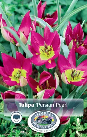Tulipa Specialty Humilis Persian Pearl | Cappers 10 x 20 - image 1