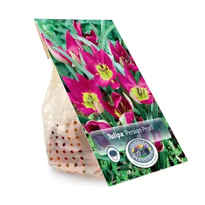 Tulipa Specialty Humilis Persian Pearl | Cappers 10 x 20 - image 3