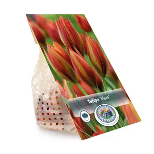 Tulipa Specialty Mara | Cappers 10 x 20 - image 3