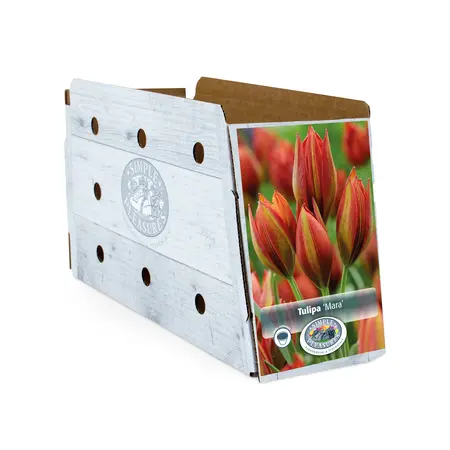 Tulipa Specialty Mara | Cappers 10 x 20 - image 2