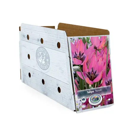 Tulipa Specialty Norah | Cappers 10 x 20 - image 2