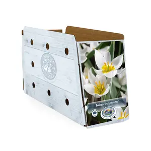 Tulipa Specialty Polychroma | Cappers 10 x 20 - image 2