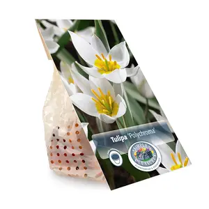Tulipa Specialty Polychroma | Cappers 10 x 20 - image 3