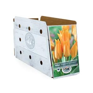 Tulipa Specialty Praestans Moondance | Cappers 10 x 20 - image 2