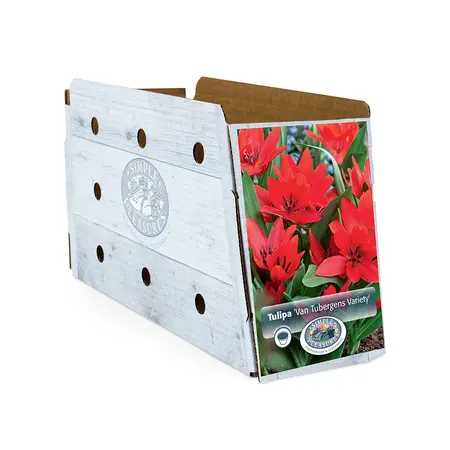 Tulipa Specialty Praestans Tubergens Variety | Cappers 10 x 20 - image 2