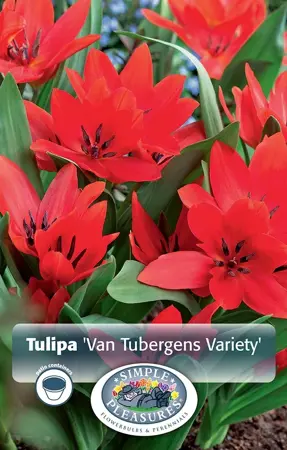 Tulipa Specialty Praestans Tubergens Variety | Cappers 10 x 20 - image 1