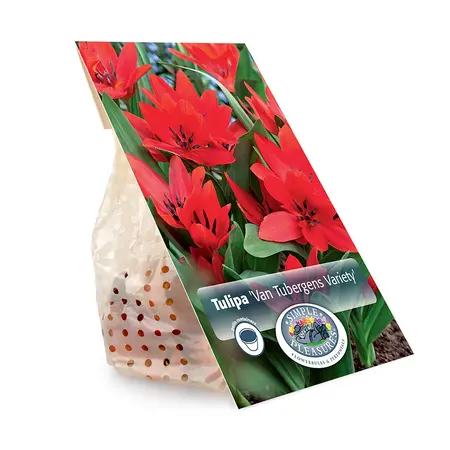 Tulipa Specialty Praestans Tubergens Variety | Cappers 10 x 20 - image 3