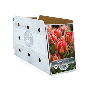 Tulipa Specialty Samantha | Cappers 10 x 20 - image 2