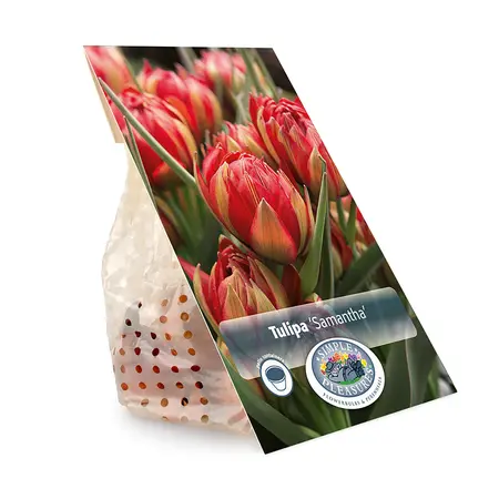 Tulipa Specialty Samantha | Cappers 10 x 20 - image 3