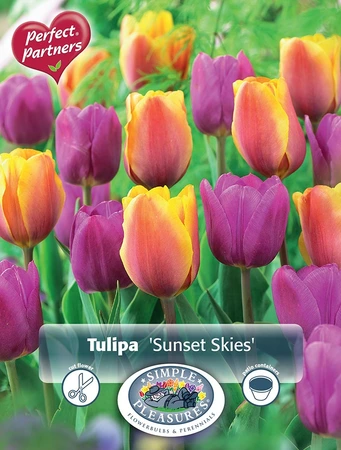 Tulipa Sunset Skies | Capper 20 x 10 - image 3