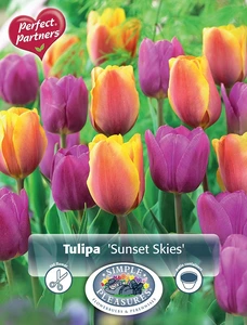 Tulipa Sunset Skies | Capper 20 x 10 - image 3