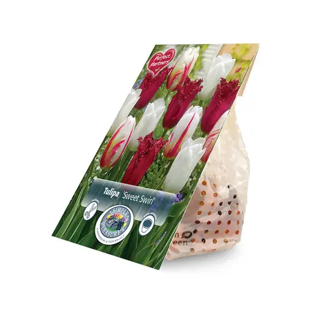 Tulipa Sweet Swirl | Cappers 8 x 20 - image 2