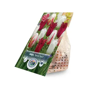Tulipa Sweet Swirl | Cappers 8 x 20 - image 2