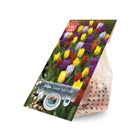 Tulipa Sweet Tutti Frutti | Cappers 10 x 15 - image 3