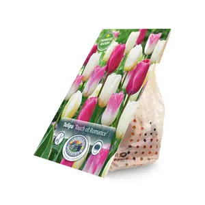 Tulipa Touch of Romance | Cappers 12 x 15 - image 2
