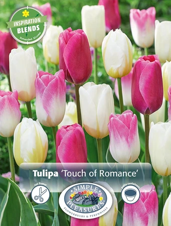 Tulipa Touch of Romance | Cappers 12 x 15 - image 3