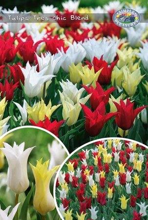 Tulipa Trés Chic Blend | Bags 12 x 25