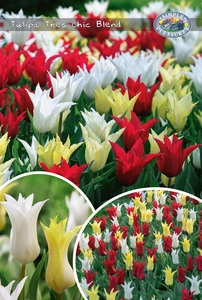 Tulipa Trés Chic Blend | Bags 12 x 25