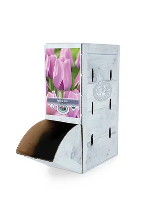 Tulipa Triumph Alibi | 80 pce - image 2
