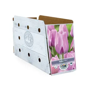 Tulipa Triumph Alibi | Cappers 5 x 20 - image 2